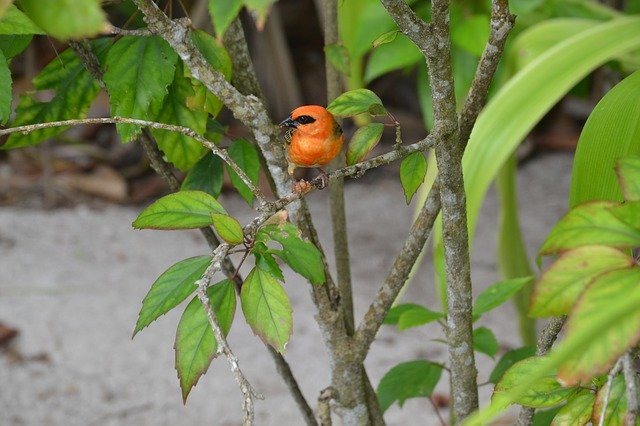 Безкоштовно завантажте Seychelles Bird Bright — безкоштовну фотографію чи зображення для редагування за допомогою онлайн-редактора зображень GIMP