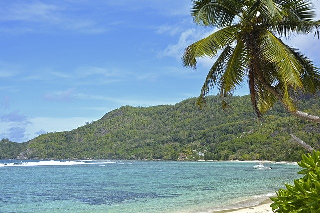 Free download Seychelles Praslin Palm Trees -  free photo or picture to be edited with GIMP online image editor