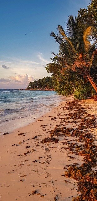 Free download Seychelles Sunset Beach Palm -  free photo or picture to be edited with GIMP online image editor