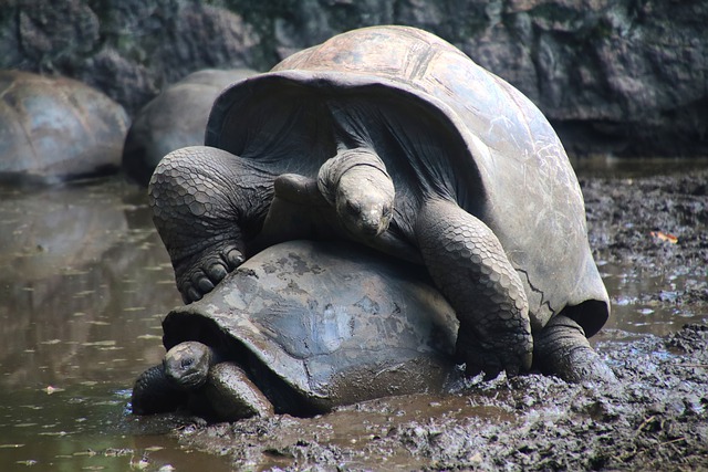Free download seychelles tortoises animals free picture to be edited with GIMP free online image editor