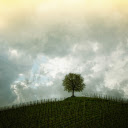 Shade trees  screen for extension Chrome web store in OffiDocs Chromium