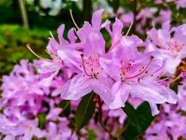 Free download Shadow Flora Natur -  free photo or picture to be edited with GIMP online image editor