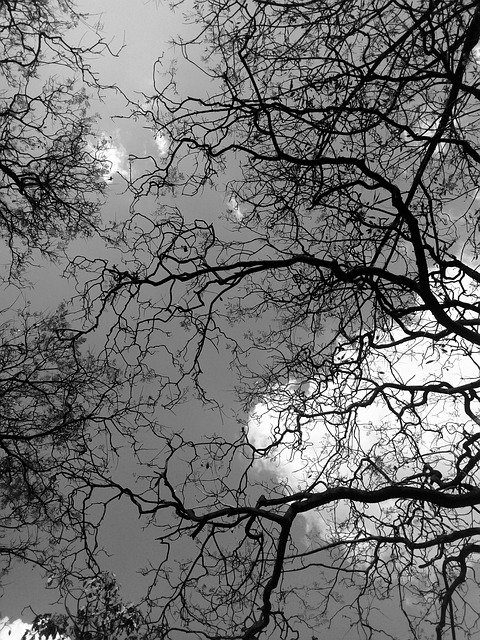Free download Shadow Light Contrast -  free photo or picture to be edited with GIMP online image editor