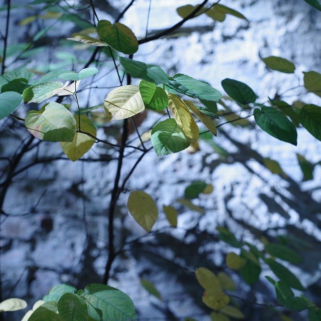 ดาวน์โหลดฟรี Shadow Wall Plant - ภาพถ่ายหรือรูปภาพฟรีที่จะแก้ไขด้วยโปรแกรมแก้ไขรูปภาพออนไลน์ GIMP