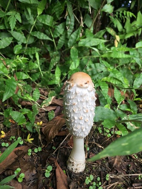 Muat turun percuma Shaggy Cap Ink Coprinus - foto atau gambar percuma untuk diedit dengan editor imej dalam talian GIMP