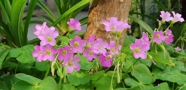 Безкоштовно завантажте Shamrock Pink Red - безкоштовну фотографію або зображення для редагування за допомогою онлайн-редактора зображень GIMP