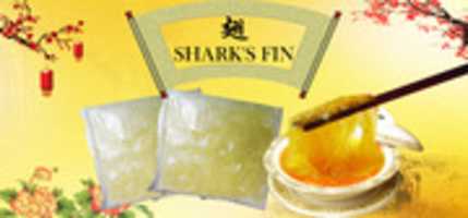 Free download Shark Fin Banner free photo or picture to be edited with GIMP online image editor