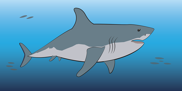 Free download Shark Ocean Fish - Free vector graphic on Pixabay free illustration to be edited with GIMP free online image editor