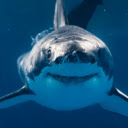 Shark Replacer  screen for extension Chrome web store in OffiDocs Chromium