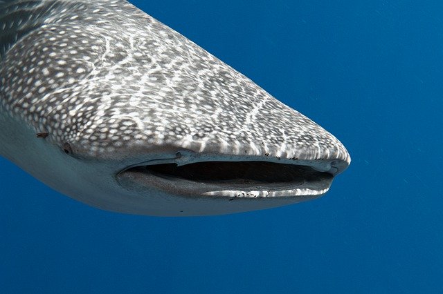 Template Photo Shark Sea Ocean -  for OffiDocs