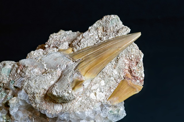 قم بتنزيل صورة Shark Tooth fossil المتحجرة المجانية ليتم تحريرها باستخدام محرر الصور المجاني عبر الإنترنت من GIMP