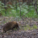 Sharp beaked hedgehog  screen for extension Chrome web store in OffiDocs Chromium