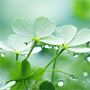 sharp focus white clover stands out against softly  screen for extension Chrome web store in OffiDocs Chromium