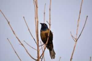 Free download Sharp Grackle free photo or picture to be edited with GIMP online image editor