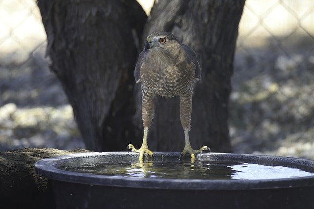 Descarga gratuita Sharp-Shinned Hawk Predator: foto o imagen gratuita para editar con el editor de imágenes en línea GIMP