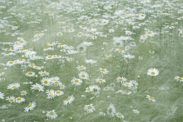 無料ダウンロードシャスタデイジーデイジー咲く花無料画像をGIMPで編集無料オンライン画像エディタ