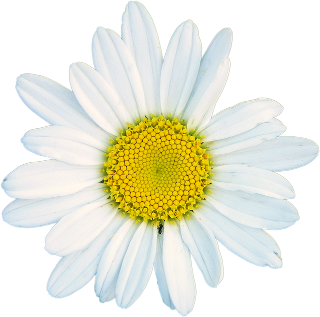 Free picture Shasta Daisy White Flower -  to be edited by GIMP free image editor by OffiDocs