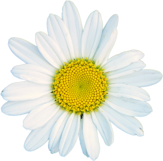 Free download Shasta Daisy White Flower -  free photo or picture to be edited with GIMP online image editor