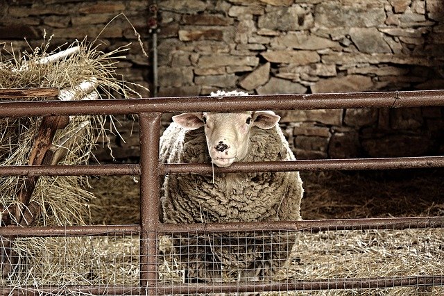 Free picture Sheep Animal Brown -  to be edited by GIMP free image editor by OffiDocs