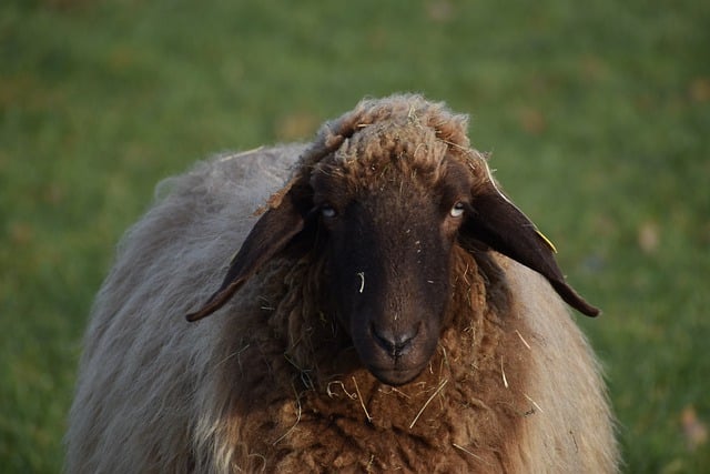 הורדה חינם של חיות כבשים חוות חיות כבשים אוזניים ללא תשלום לעריכה עם עורך תמונות מקוון בחינם של GIMP