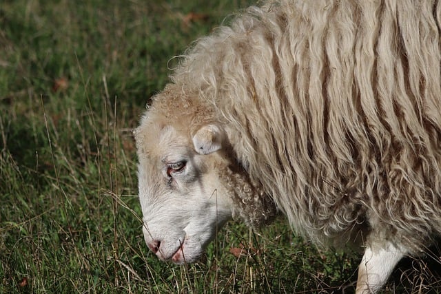 Free download sheep animal grass meadow free picture to be edited with GIMP free online image editor
