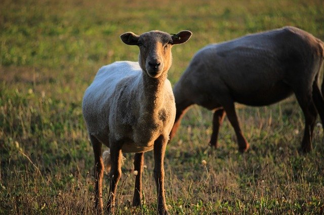 Free download Sheep Animal Herd -  free photo or picture to be edited with GIMP online image editor