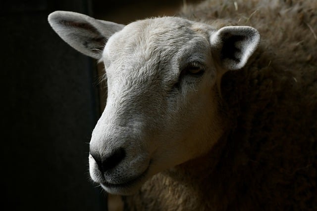 Free download sheep animal mammal domestic animal free picture to be edited with GIMP free online image editor