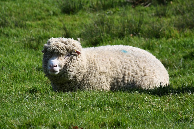 Free download sheep animal mammal species fauna free picture to be edited with GIMP free online image editor