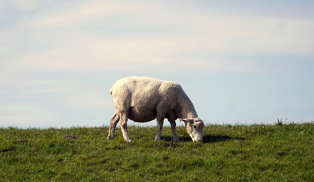 Free download sheep animal mammal species wool free picture to be edited with GIMP free online image editor