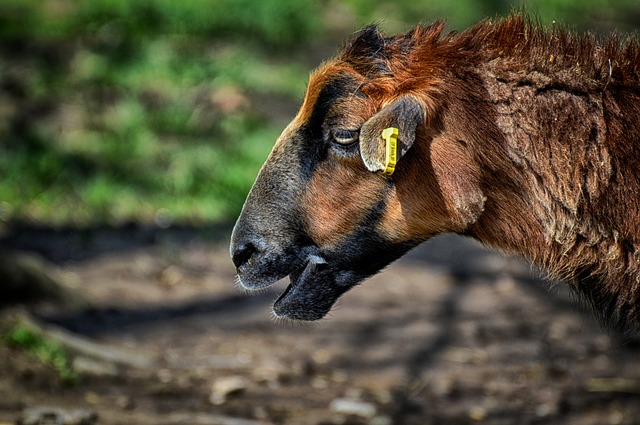 Free download sheep animal nature animal portrait free picture to be edited with GIMP free online image editor
