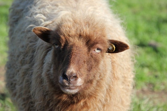 Free download sheep animal nature wool cattle free picture to be edited with GIMP free online image editor