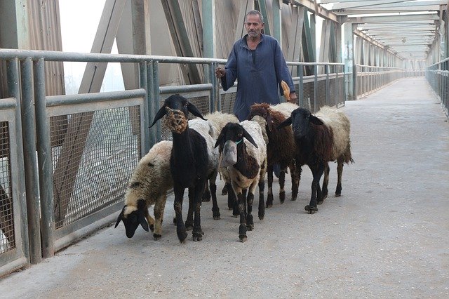 ดาวน์โหลดฟรี Sheep Animals - ภาพถ่ายหรือรูปภาพฟรีที่จะแก้ไขด้วยโปรแกรมแก้ไขรูปภาพออนไลน์ GIMP