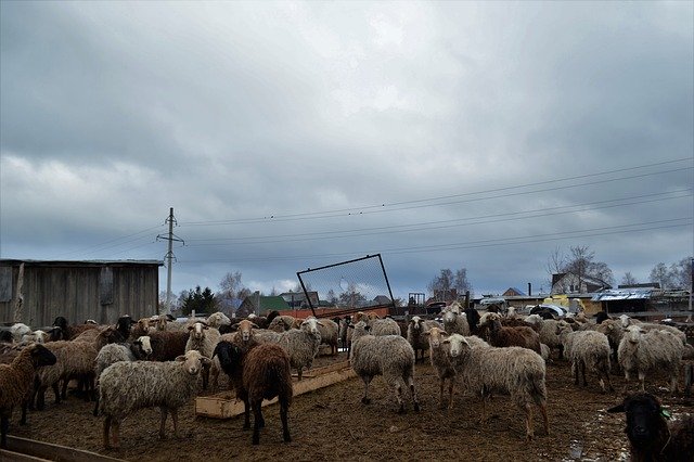 הורדה חינם חוות חיות כבשים - תמונה או תמונה בחינם לעריכה עם עורך התמונות המקוון GIMP