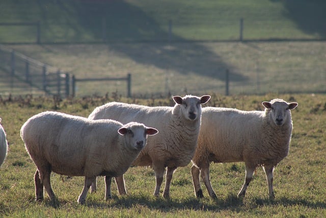 Libreng download sheep animals livestock fence soft free picture to be edited with GIMP free online image editor