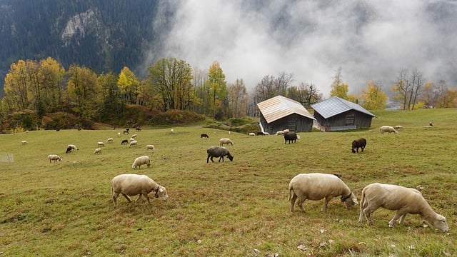 Free download sheep animals mountain fall free picture to be edited with GIMP free online image editor