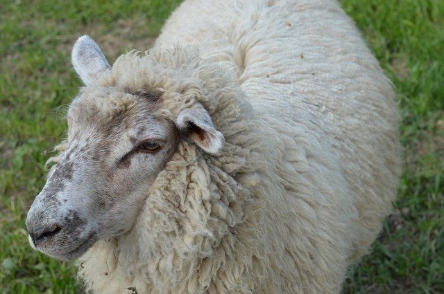 Free download Sheep Animal Wool -  free photo or picture to be edited with GIMP online image editor