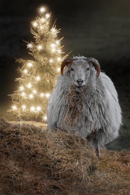 ดาวน์โหลดภาพฟรี แกะ ขนสัตว์ สัตว์ในฟาร์ม หญ้าแห้ง เพื่อแก้ไขด้วย GIMP โปรแกรมแก้ไขรูปภาพออนไลน์ฟรี