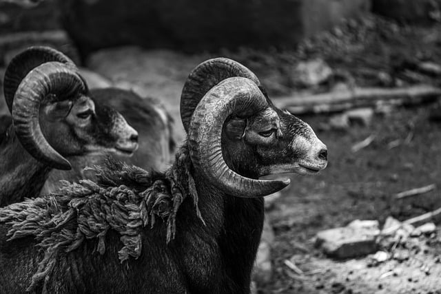 Free download sheep argali horns animal free picture to be edited with GIMP free online image editor