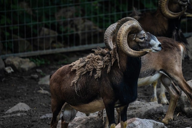 Muat turun percuma gambar percuma haiwan tanduk argali argali mouflon untuk diedit dengan editor imej dalam talian percuma GIMP