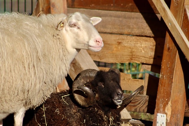 Free download sheep aries black sheep horns free picture to be edited with GIMP free online image editor