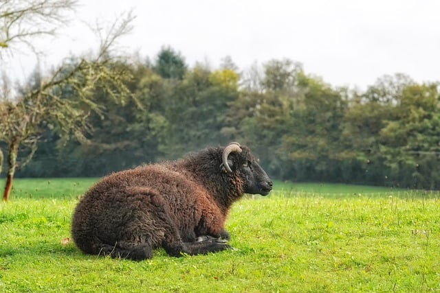 Free download sheep aries desire fall to sit free picture to be edited with GIMP free online image editor