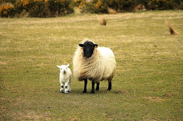 Free graphic sheep baby sheep animals posing to be edited by GIMP free image editor by OffiDocs