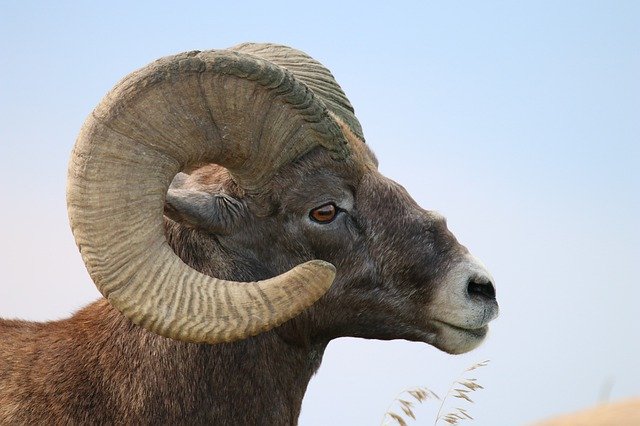 Free download Sheep Bighorn Ram -  free photo or picture to be edited with GIMP online image editor