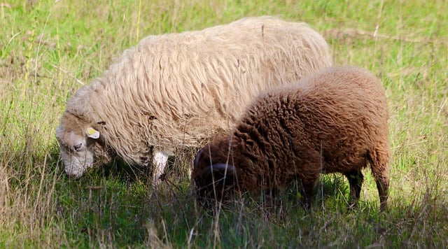 Free download sheep black sheep pets farm animals free picture to be edited with GIMP free online image editor