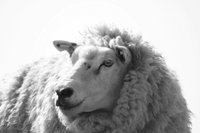Free picture Sheep Black White Animal -  to be edited by GIMP free image editor by OffiDocs