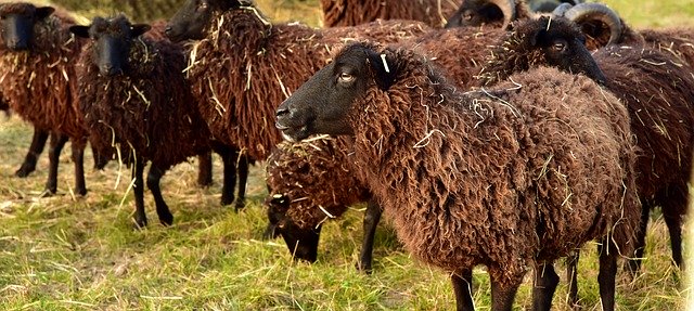 Free picture Sheep Brown Nature -  to be edited by GIMP free image editor by OffiDocs