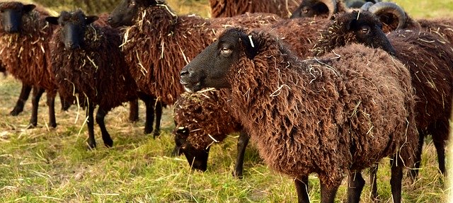 Unduh gratis Sheep Brown Nature - foto atau gambar gratis untuk diedit dengan editor gambar online GIMP