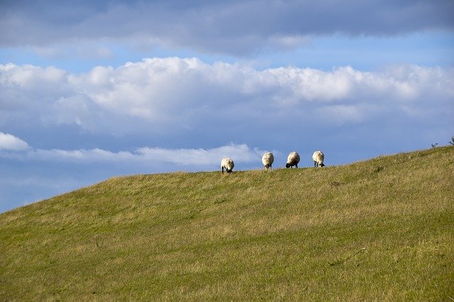 Descărcare gratuită Sheep Dike Grass - fotografie sau imagini gratuite pentru a fi editate cu editorul de imagini online GIMP
