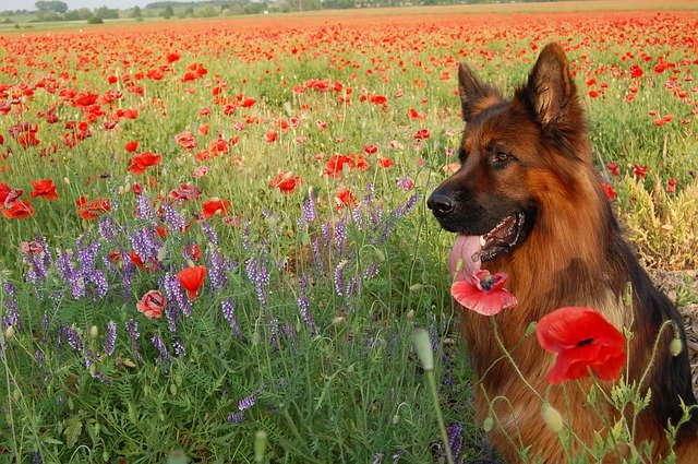 Ücretsiz indir Koyun-Köpek Arkadaş Çiçekleri - GIMP çevrimiçi resim düzenleyici ile düzenlenecek ücretsiz fotoğraf veya resim