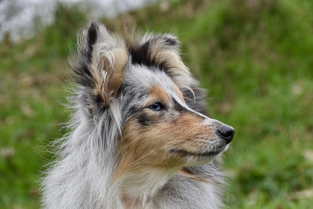 Free download sheepdog shetland sheepdog free picture to be edited with GIMP free online image editor